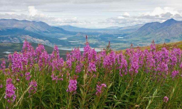 Cheap Flights to Dawson City