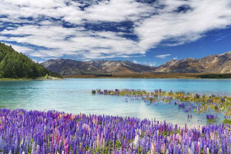 Cheap Flights to New Zealand