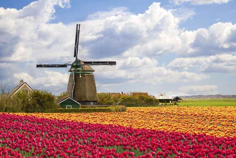 Cheap Flights from Calgary to Amsterdam